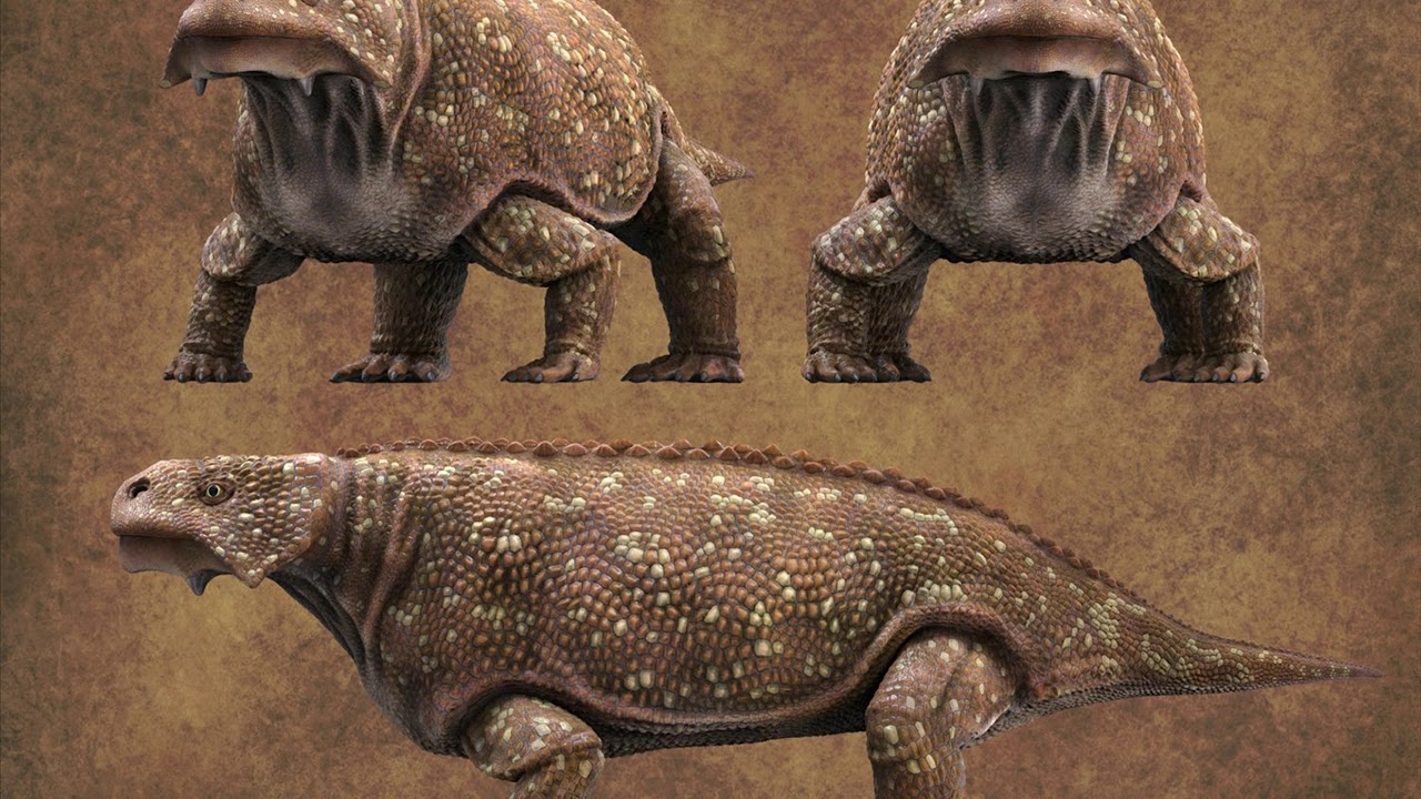 Bradysaurus( 3D model)