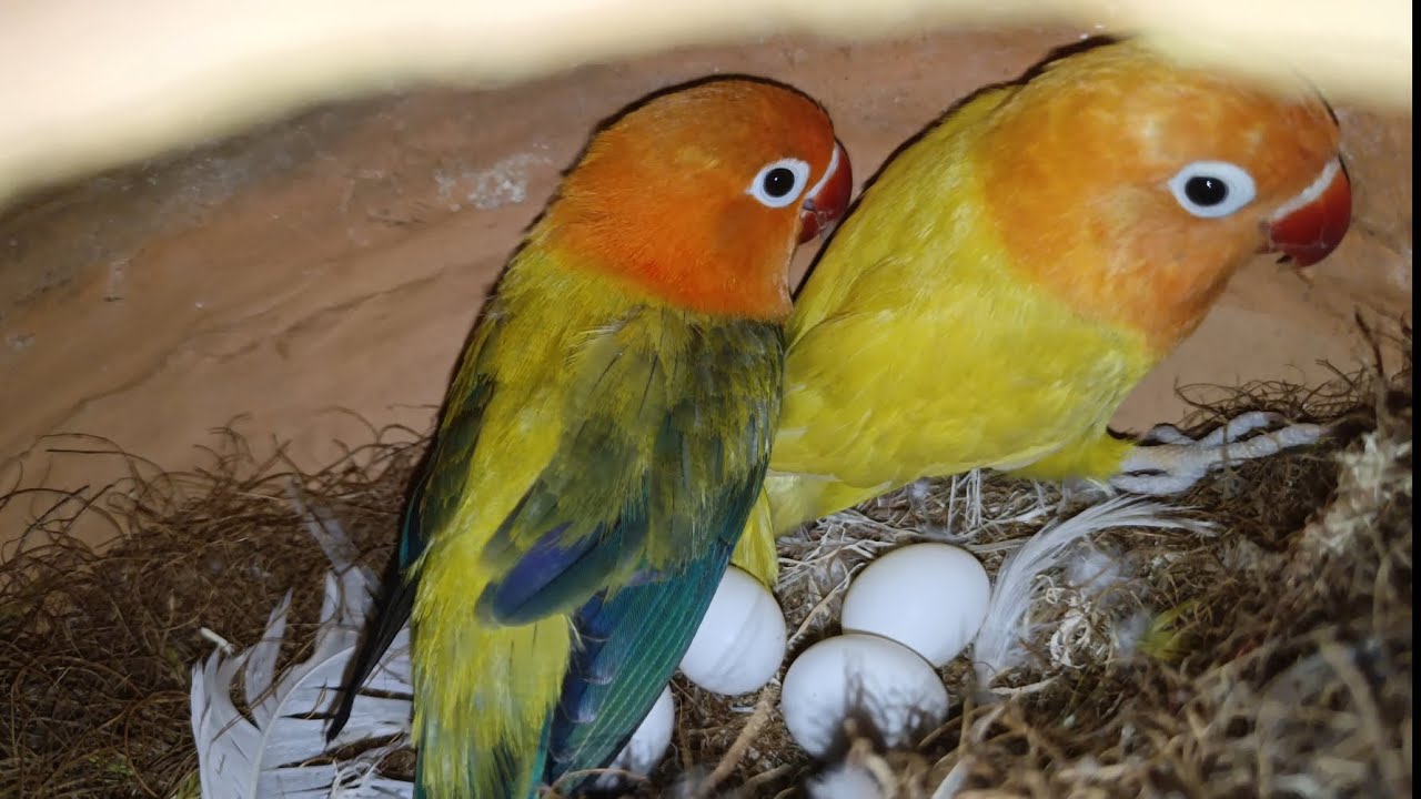 Adorable cute birds | satisfying birds video | birds sounds | @efabirds