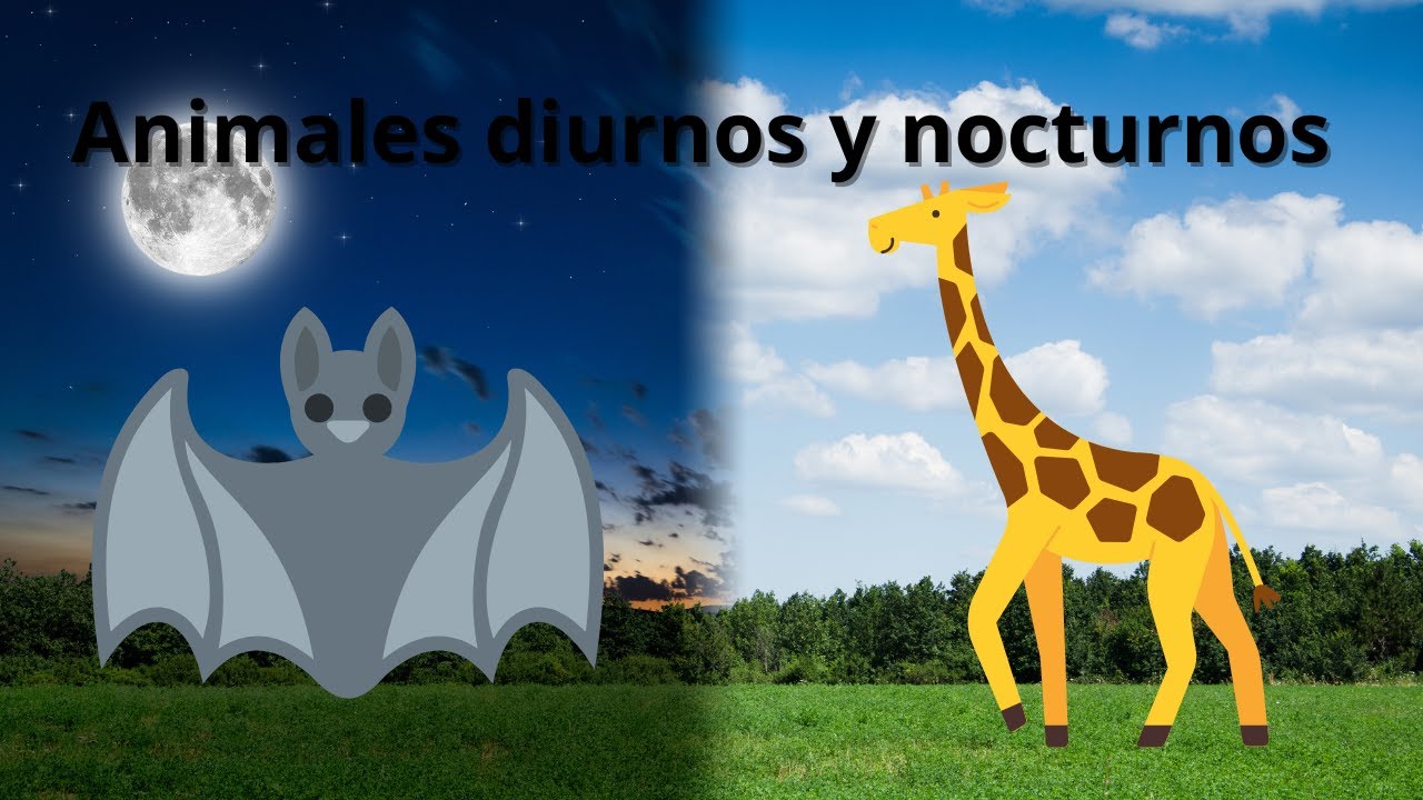 Animales diurnos y nocturnos