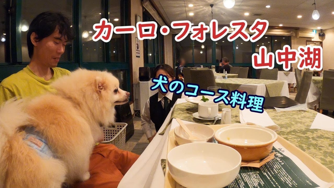【旅するポメラニアン】山中湖へ一泊二日の旅。訪れたのは犬専用ホテルCARO FORESTA。ワンコ用フルコース料理を食べる！【山中湖編】