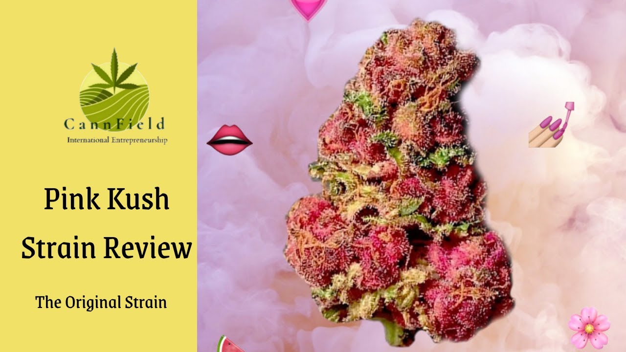 PINK KUSH STRAIN REVIEW (Super Rare)
