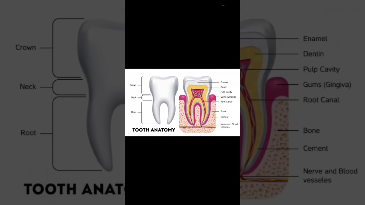 About your teeth | Tooth structure | Anatomy of teeth