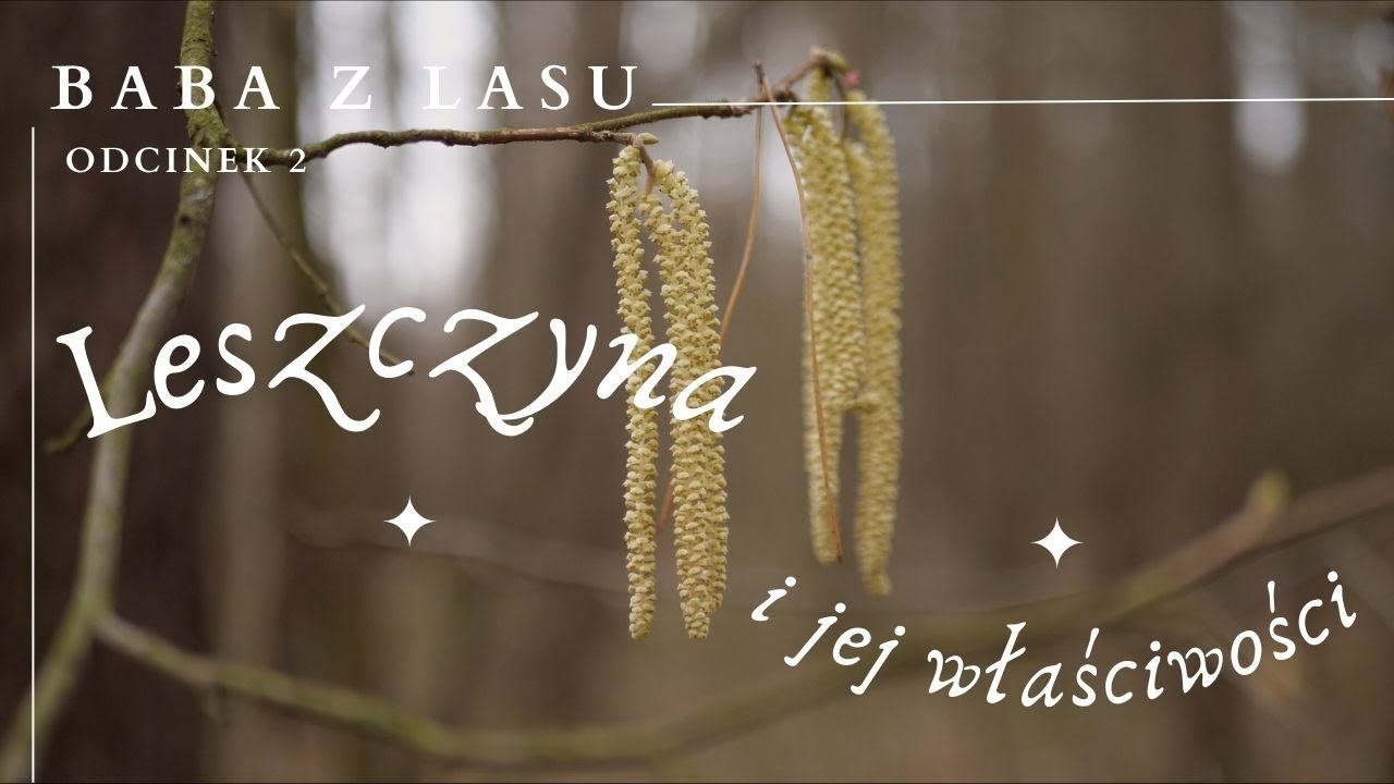 Leszczynowy zawrót głowy [Baba z lasu e02]