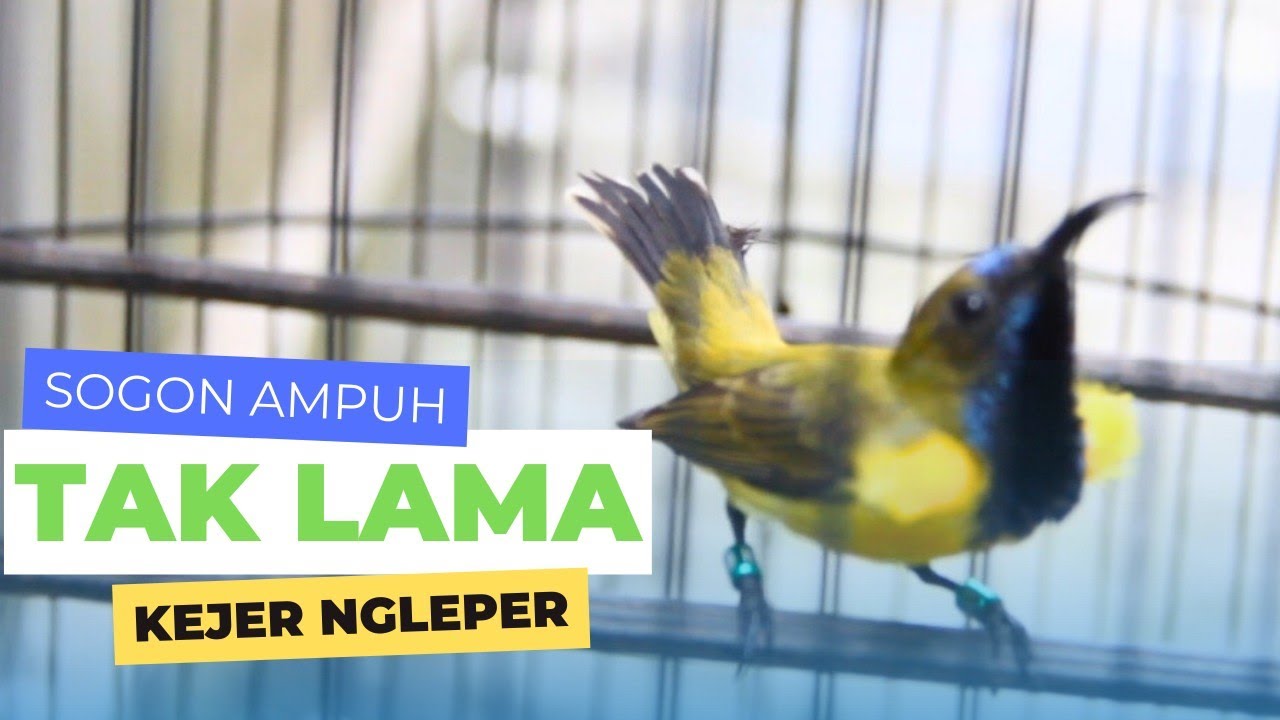 SOGON GACOR ⁉️ ASAH MENTAL JUARA SOGON BAHAN AMPUH CETAK SOGON JUTA AN