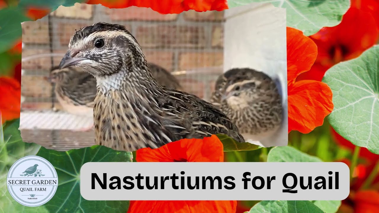 Nasturtium