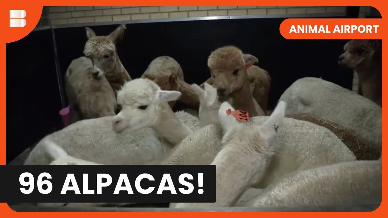 96 Alpacas Arrive for Quarantine - Animal Airport - Animal Documentary