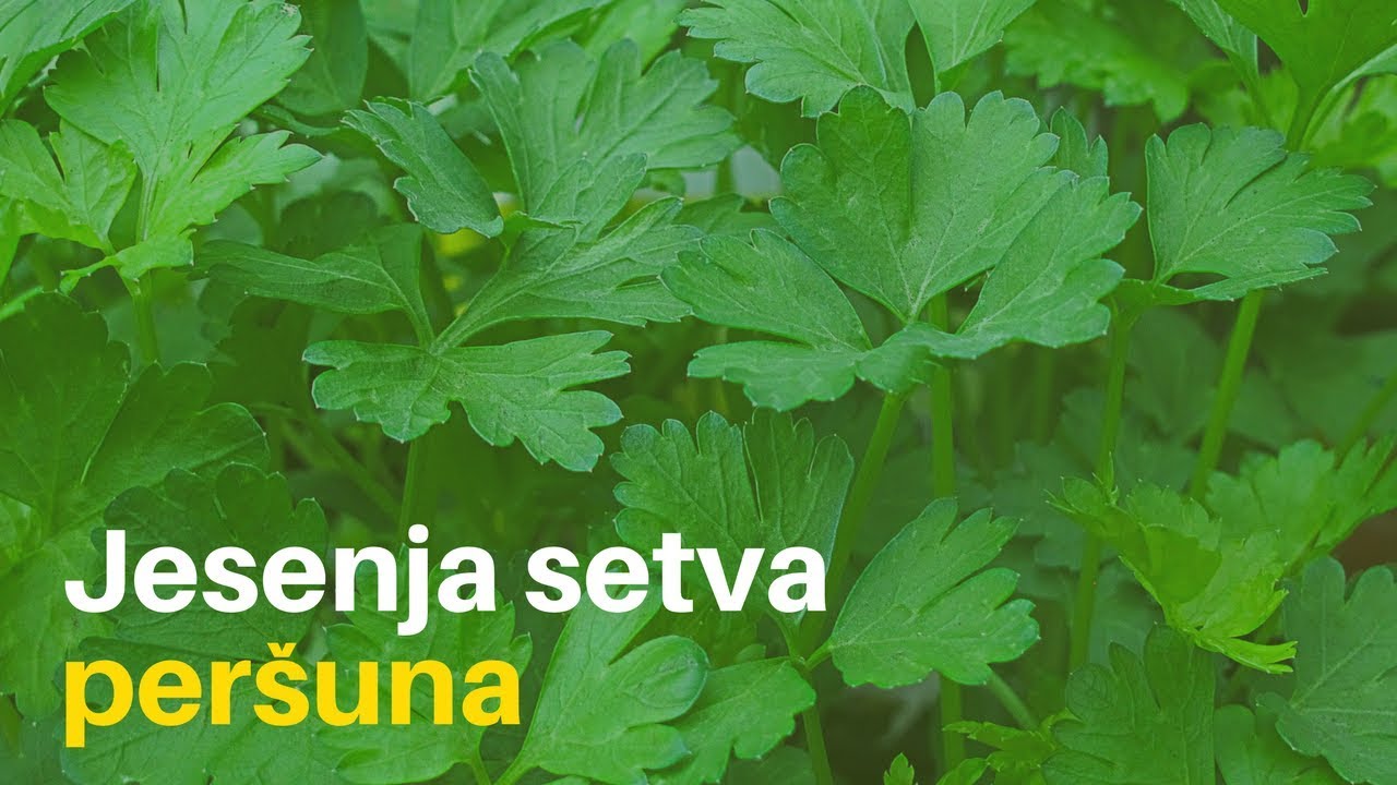 Per&scaron;un &ndash; omiljeno začinsko povrće na&scaron;ih domaćica