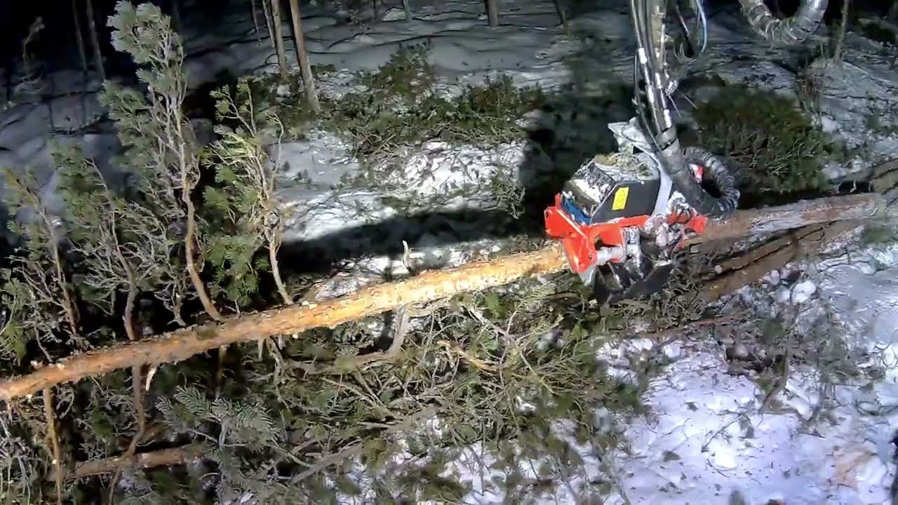 Hirvien kuorimia mäntyjä. Valtra Nisula