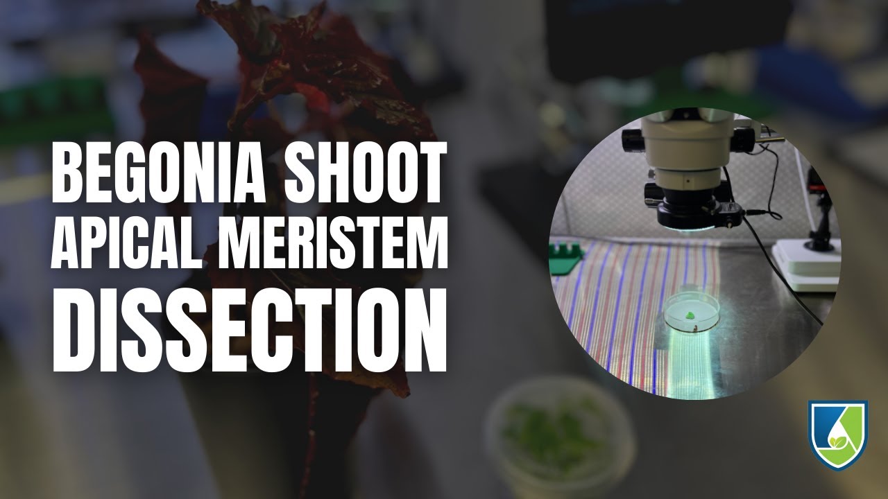 Begonia Apical Meristem Culture: A Microscopic Journey
