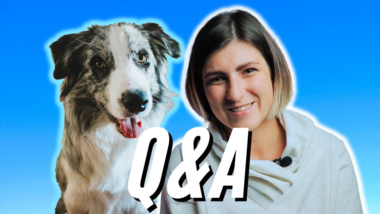 Czy Border Collie jest dla dzieci? Q&A