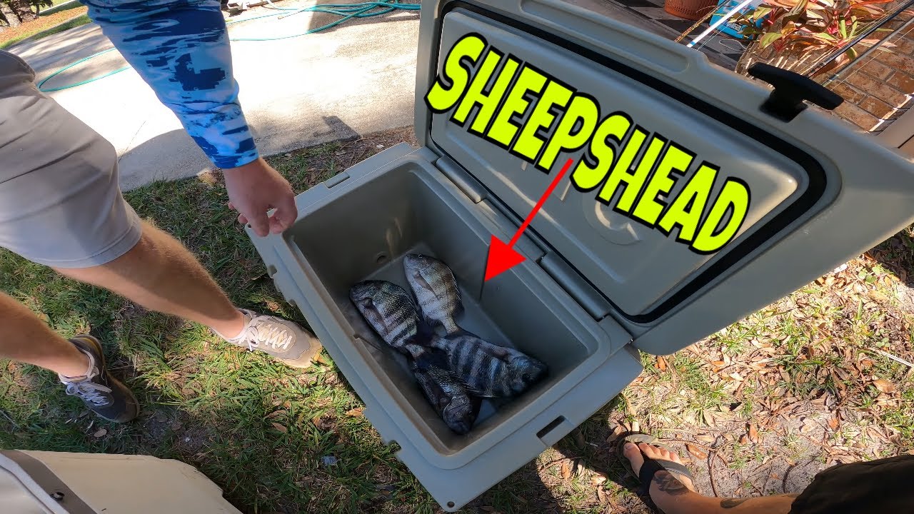 We took crabs and shrimp and went looking for convicts *** Sheepshead fishing