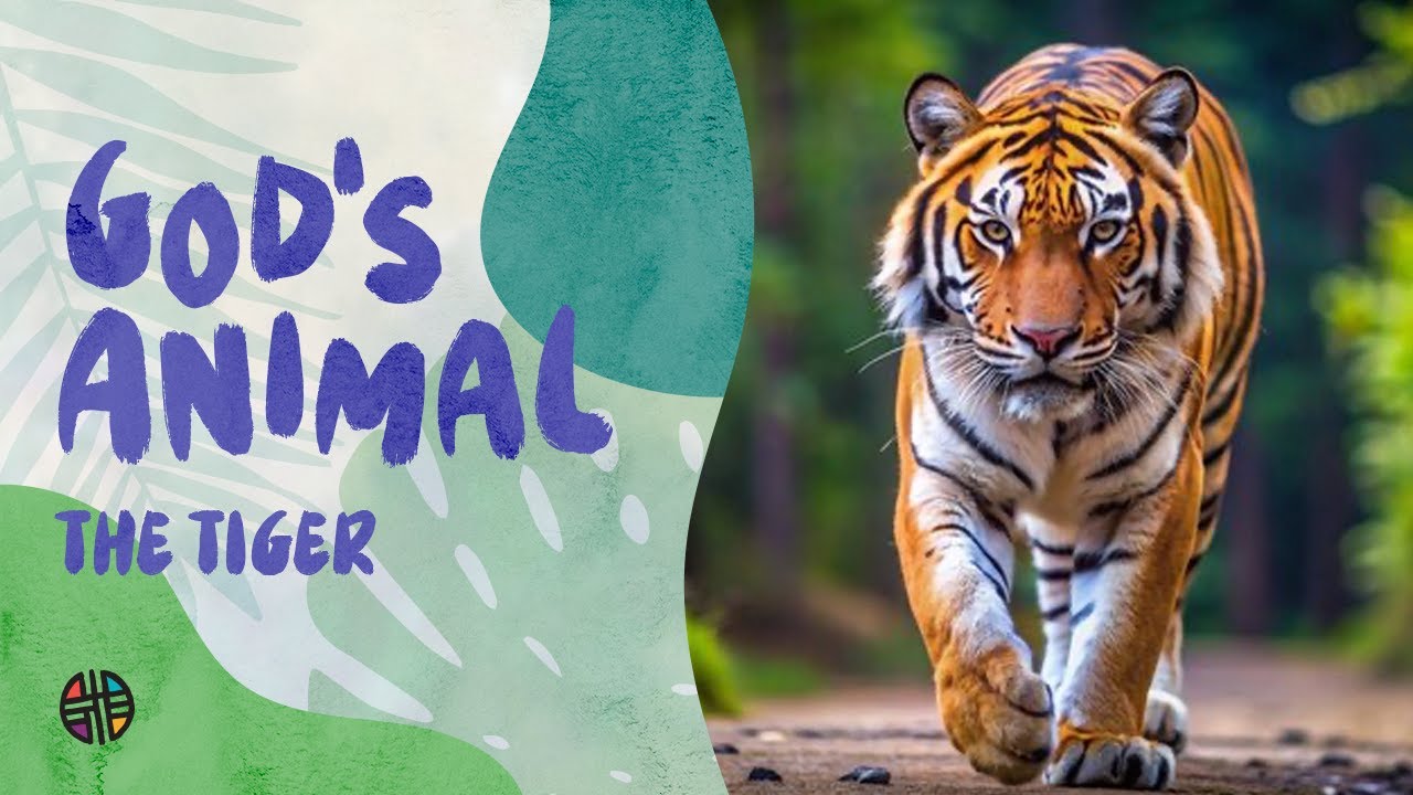 God's Animal - The Tiger | Preschool