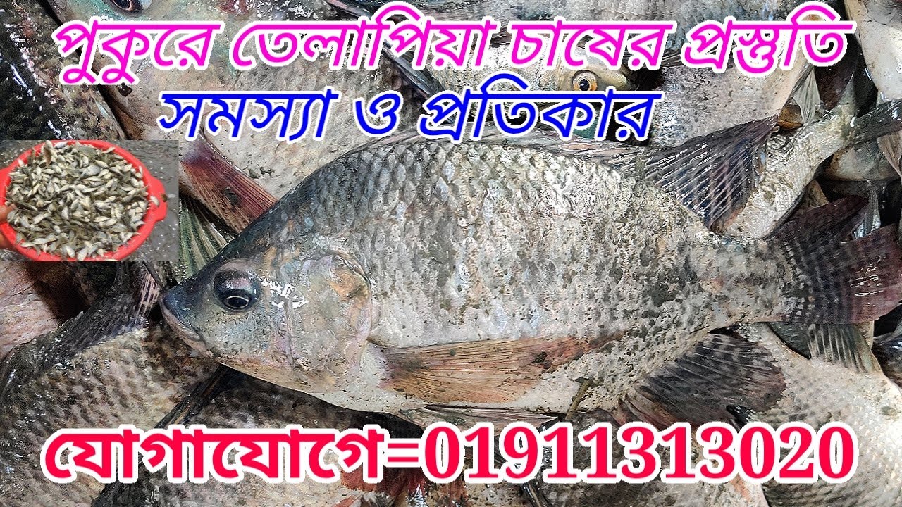 Fish Farming Project Tips|Fish Farming project