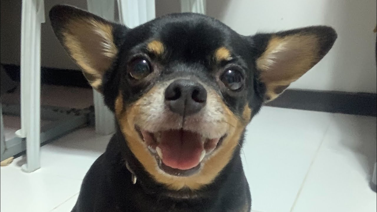 Our sweet Muchay, run free in heaven 🥺🐶😇