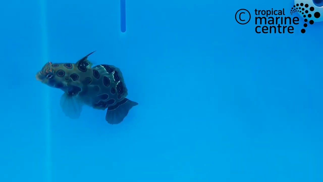 Mandarin - Spotted, Pterosynchiropus picturatus