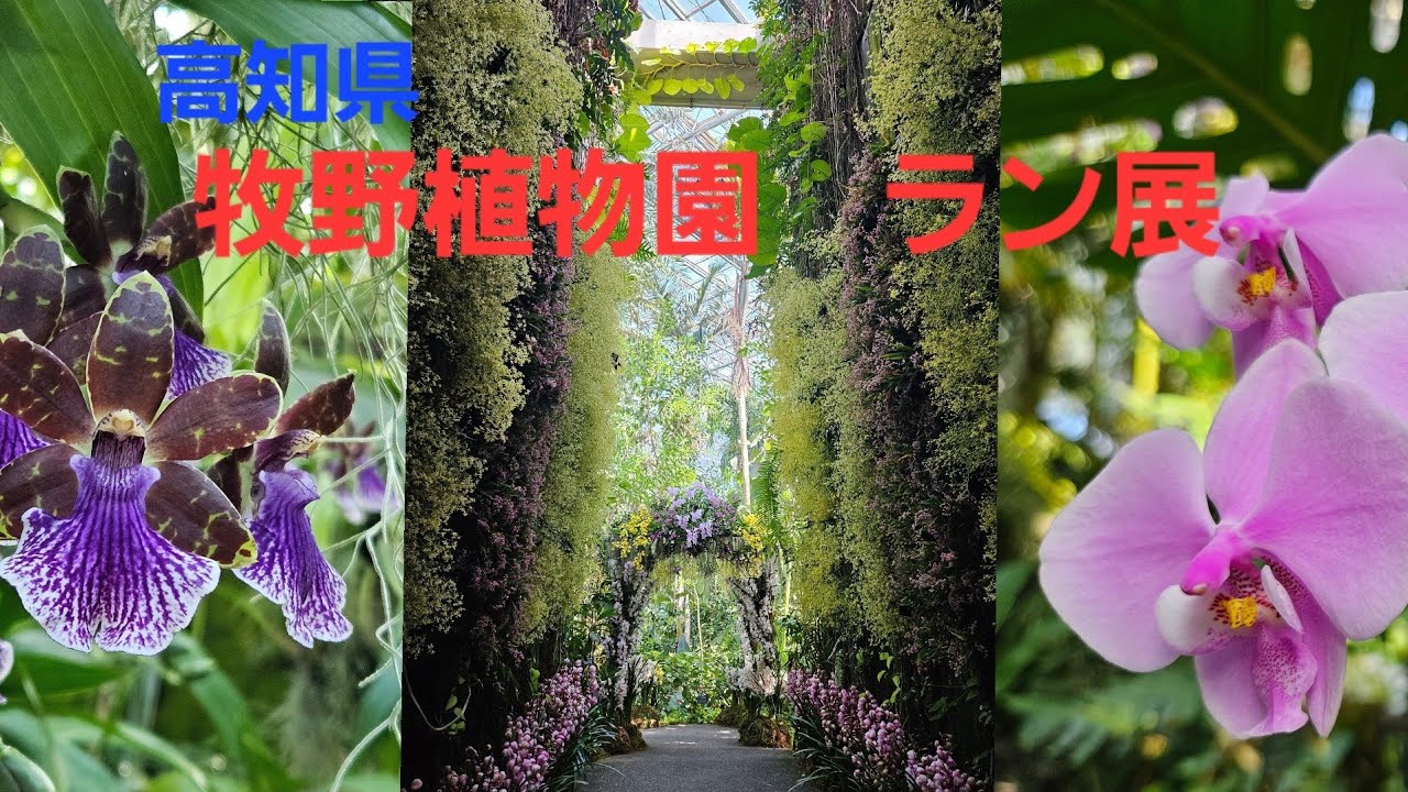 高知県　牧野植物園のラン展に行ってきました　2026年2月