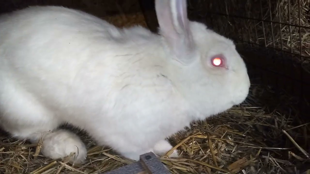 Hodowla królików Marka z Michałowa wędzenie na święta i obejście po hodowli