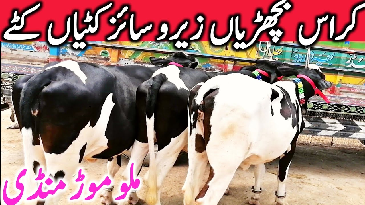 Friesian Cross Bachrian Katti Zero Size Bachre Bachrian Malumor Mandi || Global Village Farming