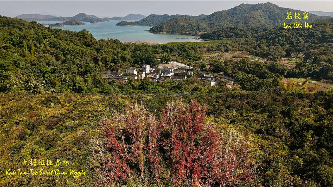 【香港好風景/香港行山好去處/航拍荔枝窩/九擔租楓香林】Beautiful Hong Kong/Aerial Photography Lai Chi Wo/Kau Tam Tso/DJI AIR3S