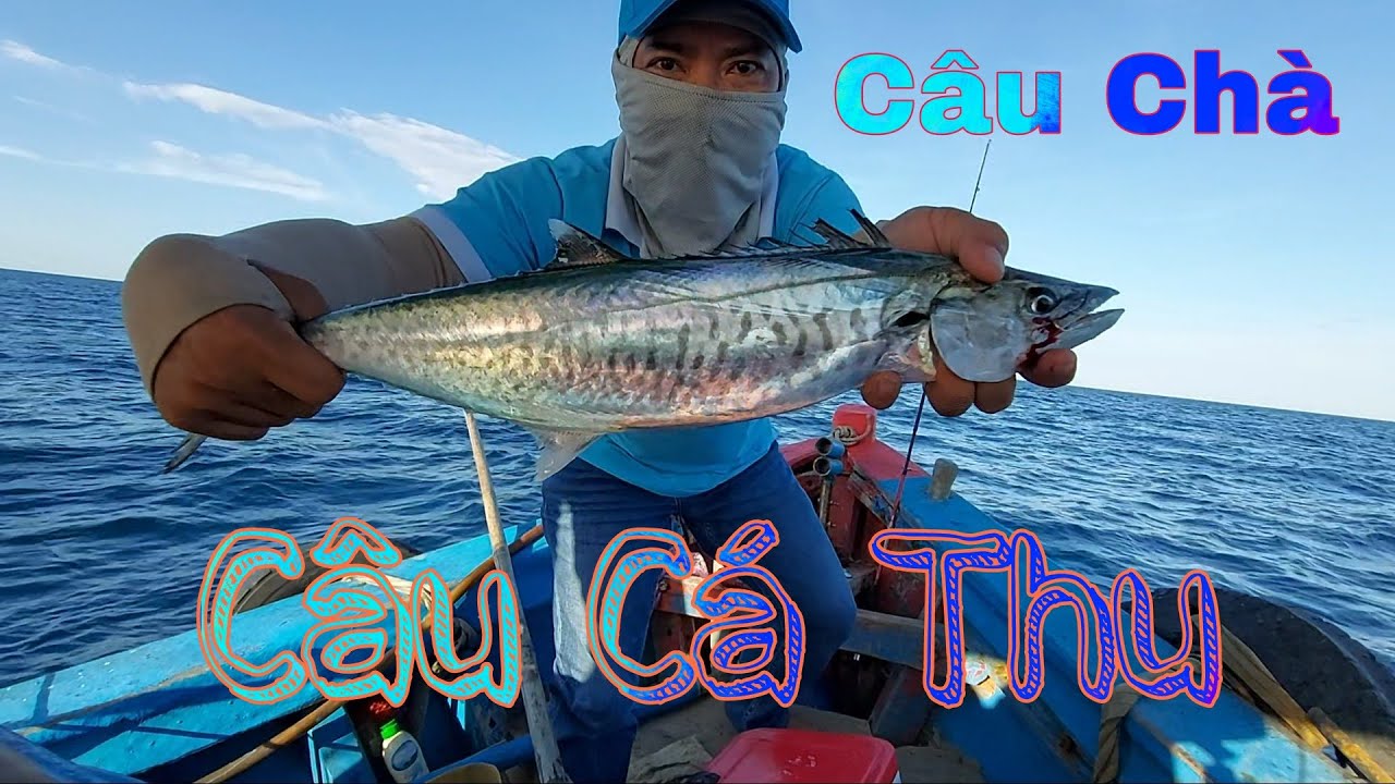 Câu Cá Trác - Cá Bò - Cá Thu | Câu Cá Biển |