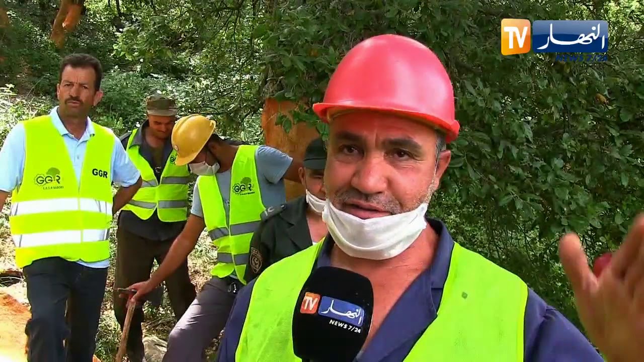 جيجل: النهار ترافق عملية جني الفلين.. عمل شاق وتحدي للظورف الطبيعية الصعبة