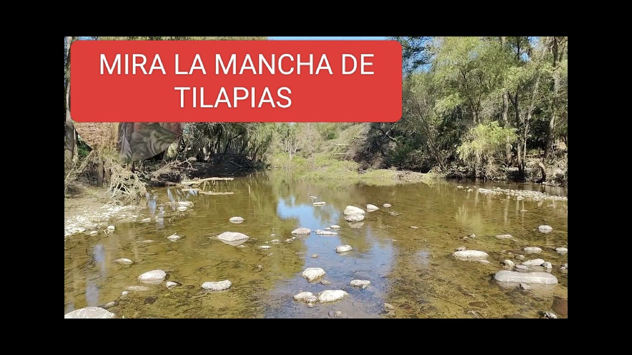 RIO DE AGUA CRISTALINA LLENO DE TILAPIAS Mira cuanta se mira por encima del agua