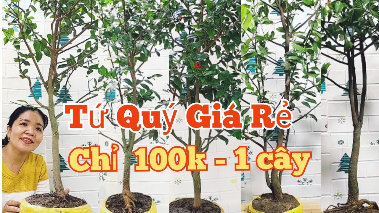 Trưa(27/02)☎️ Mến: 0373.253.427 Tứ Quý Giá Rẻ.100K ,1cây.