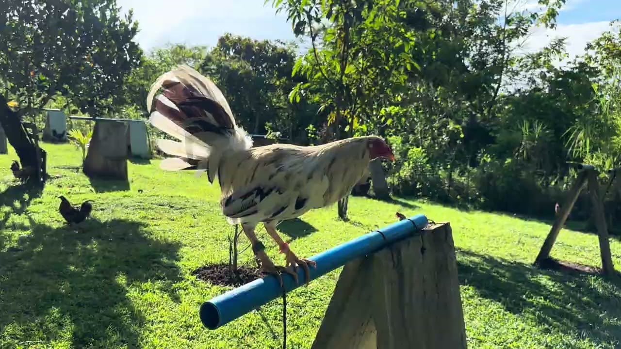 Mestizo GameFarm 🐓