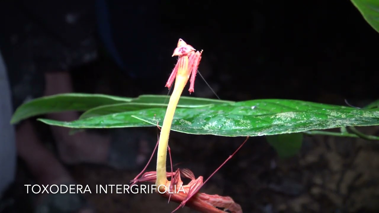 toxodera intergrifolia