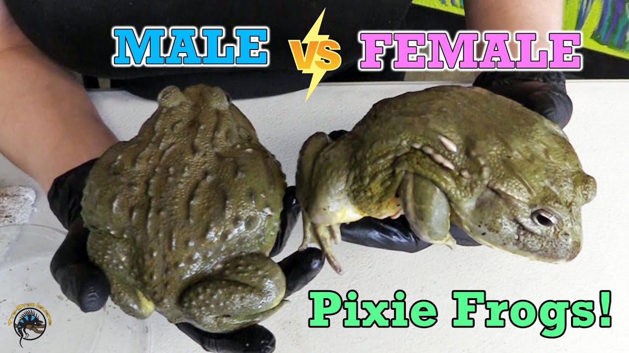 How to Tell the Difference Between a Male and Female Pixie Frog! 🐸🐸