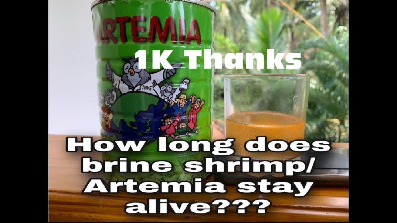 How to Keep Hatched Brine Shrimps/Artemia alive|myaquaworld.in