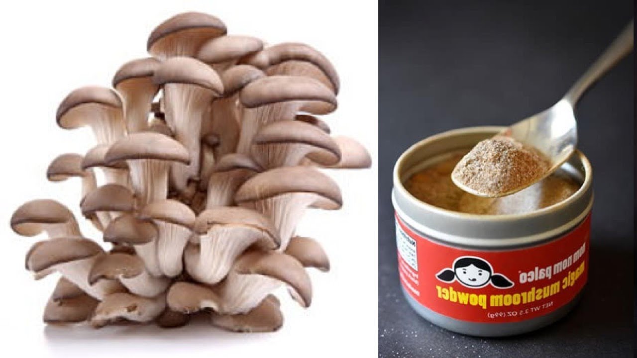 Can Mushroom Powder Protect Against Cancer? Top 6 Reasons To Add To Your diet