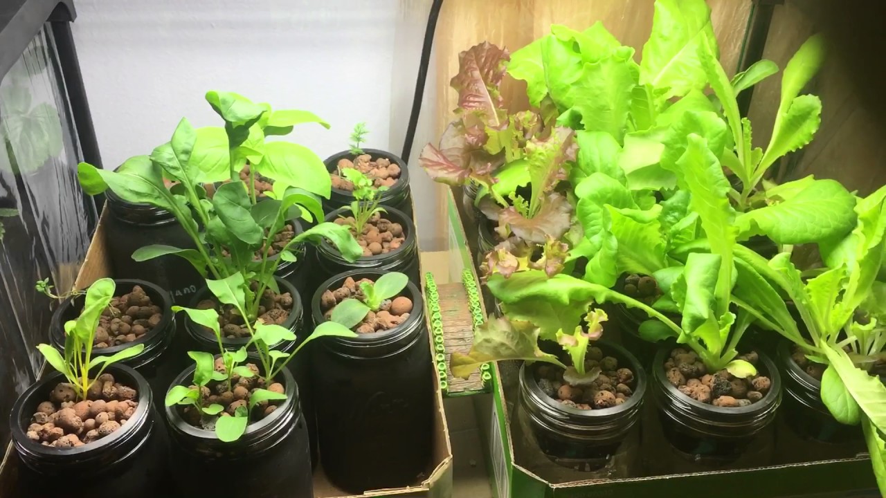 How To Treat Aphids Infestation Hydroponic Indoor Garden