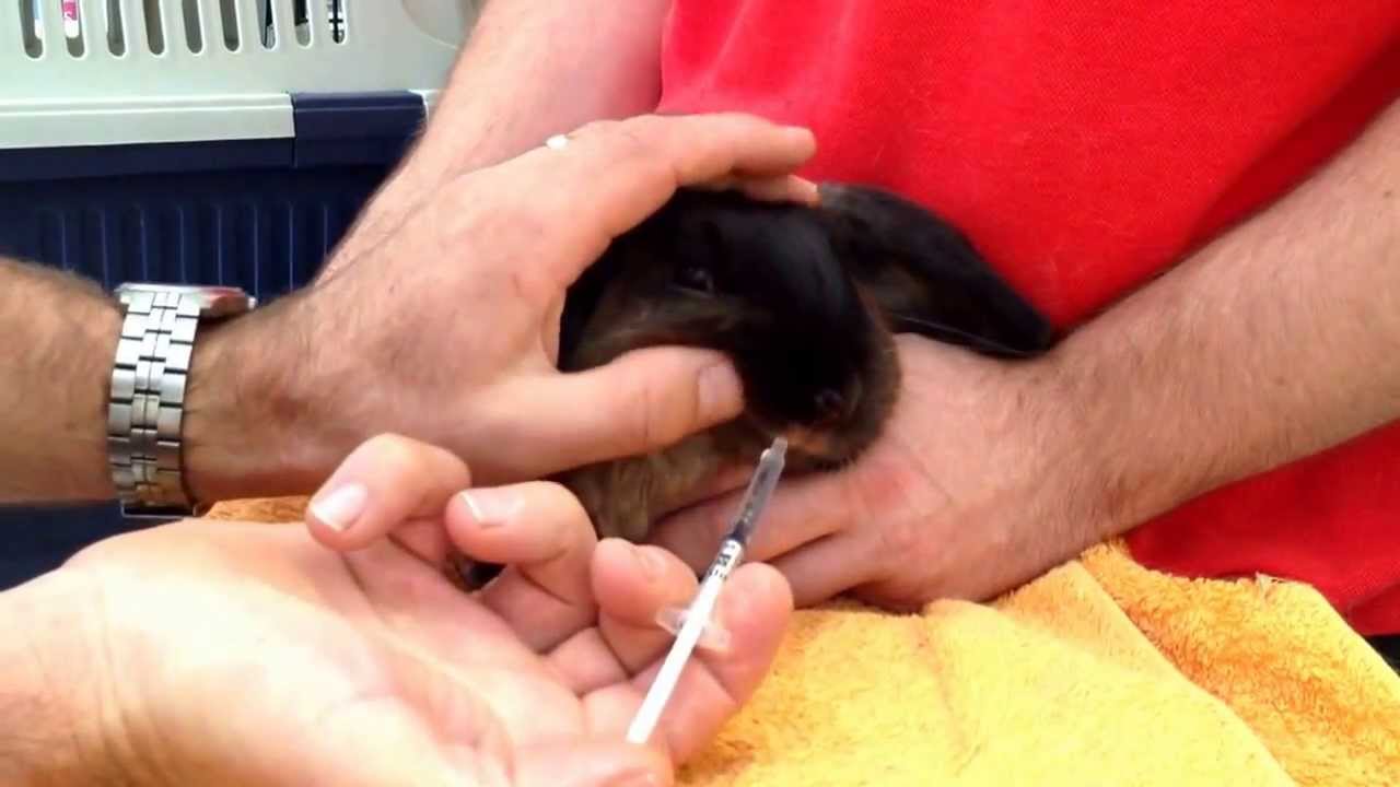How to give a rabbit liquid oral medication by syringe