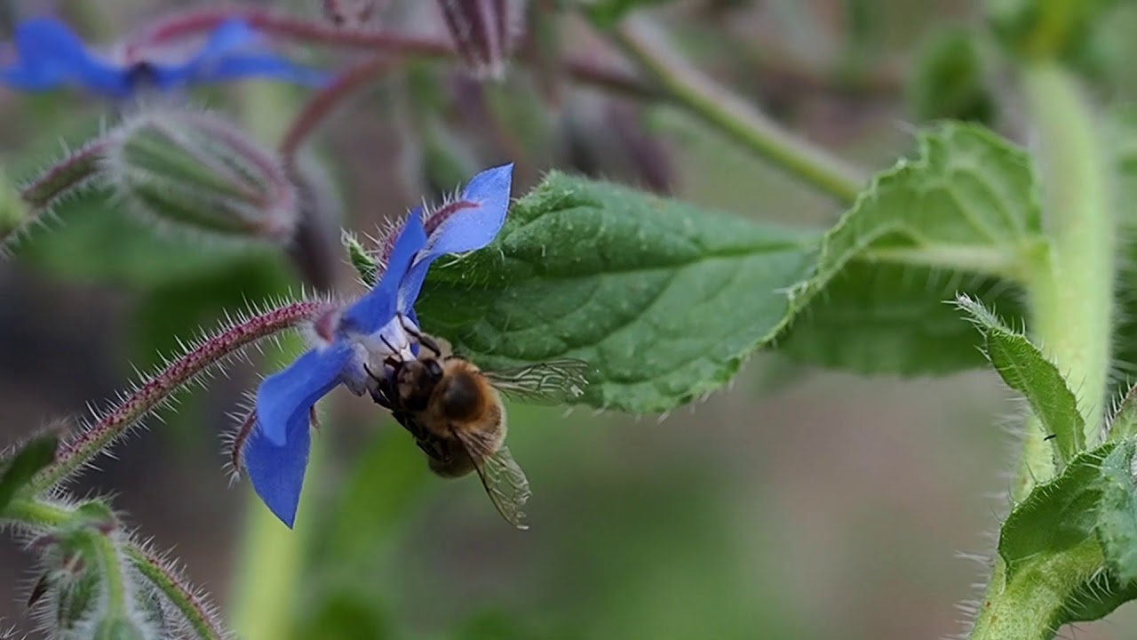 Og&oacute;recznik lekarski - roślina miododajna