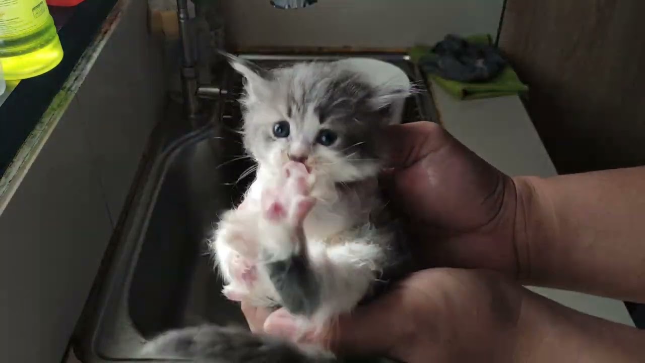 Mandiin Anak Kucing Usia 1 Bulan Digigit Sampe Ngajak Ngomong Anak Kucing