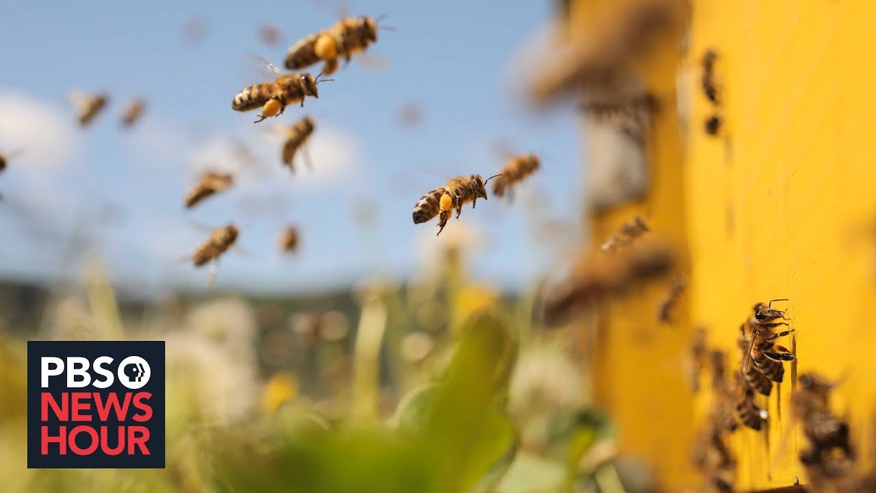 As bee populations decline, can technology help fill the gap?