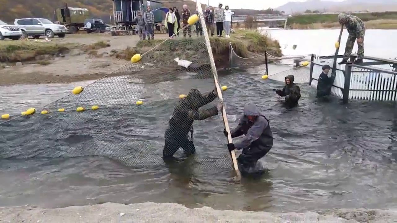 Лидовка  . НЕРЕСТ КЕТЫ.Дальнегорск 11 10 2020. красная икра. #sea #salmon #spawn