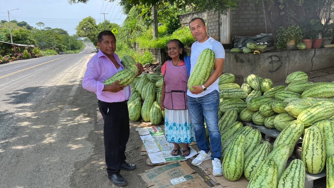 TEMPORADA DE SANDIAS EN GUERRERO, MEXICO. | 
