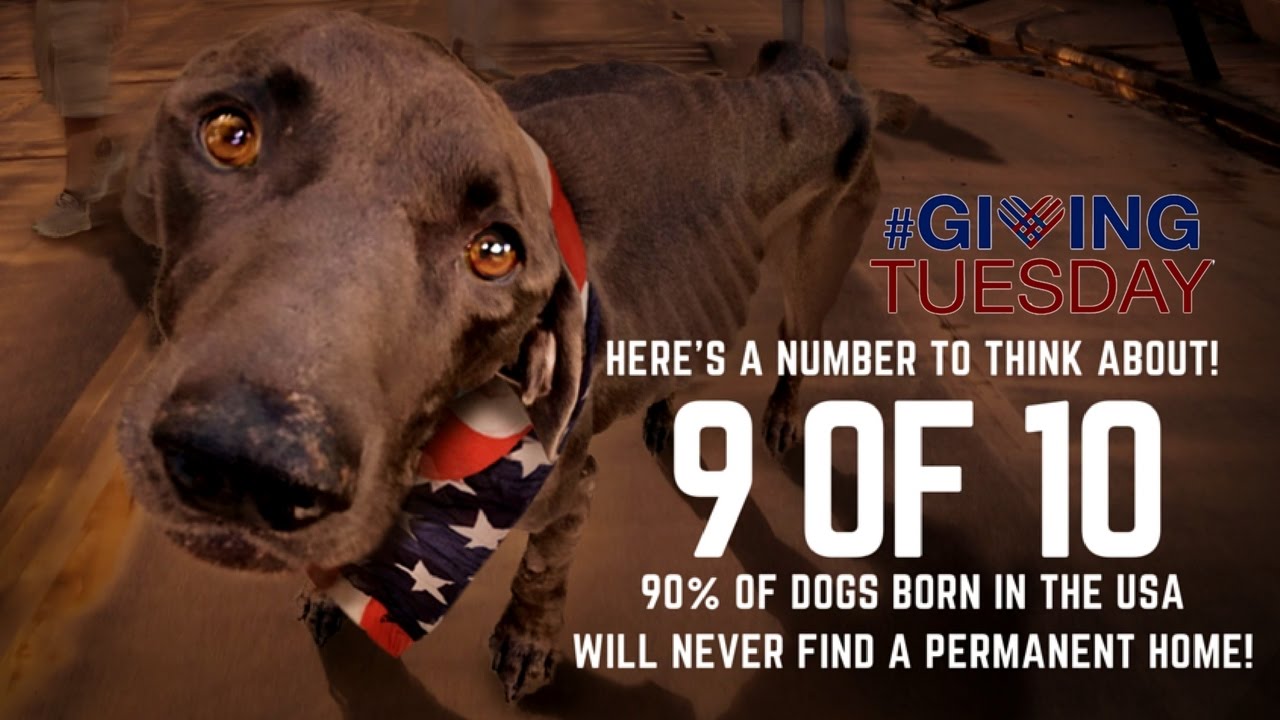 Solve the Epidemic of Stray Dogs Support the American Strays Campaign from WA2S Films