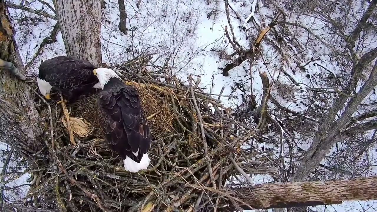 December 18, 2025: An intruder at the North Nest