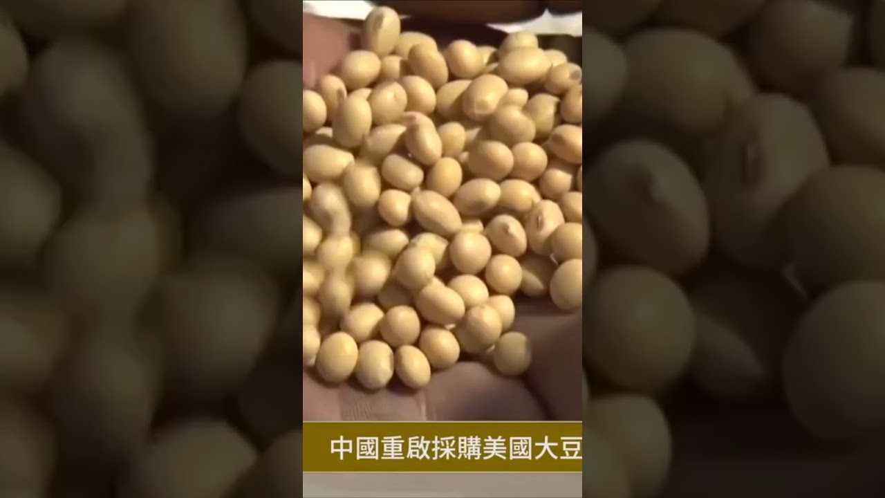 中國急購美國大豆 川習會前釋何信號
