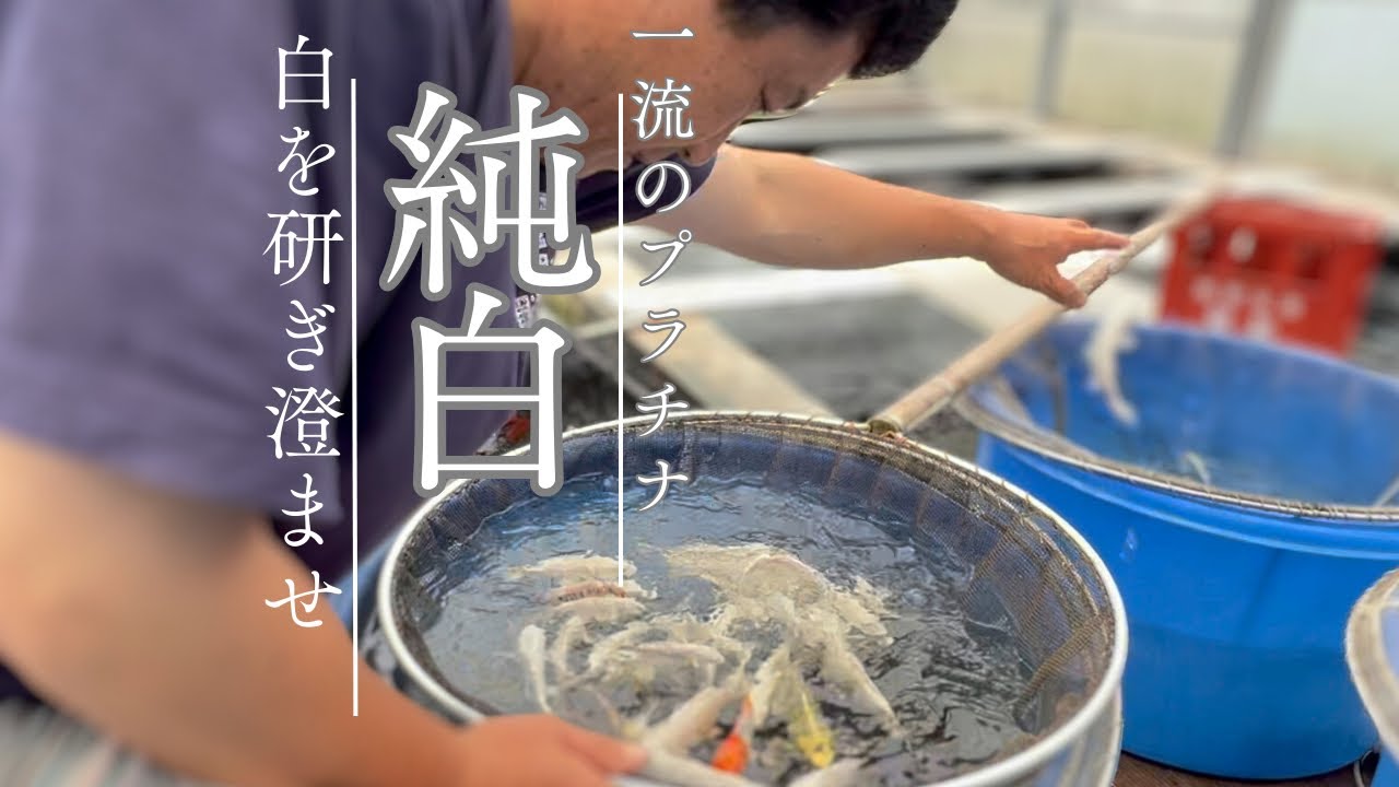 一流のプラチナ生産者訪問#山長養鯉場#koi#koifish