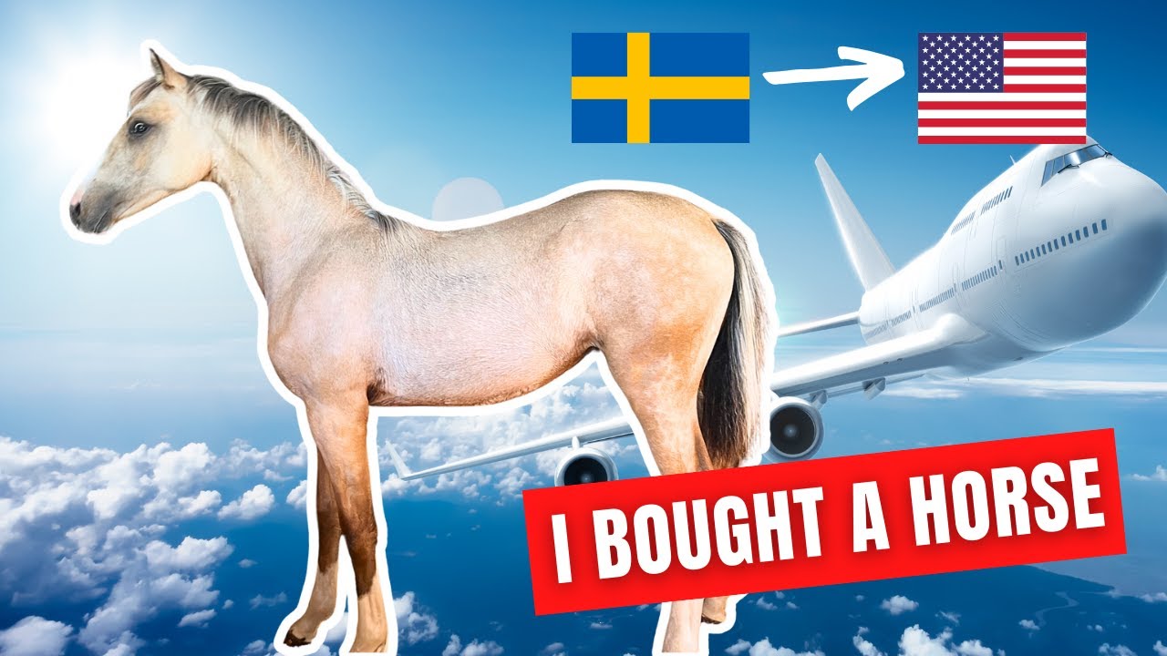 Importing A Stallion: You’ve Never Seen One Like This!