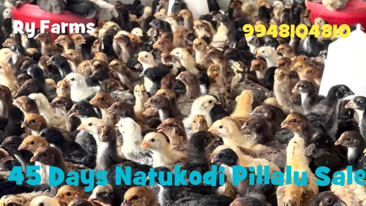 45 Days Pure Natukodi Pillalu Sale 9948104810 Raju Reddy Delivery available 