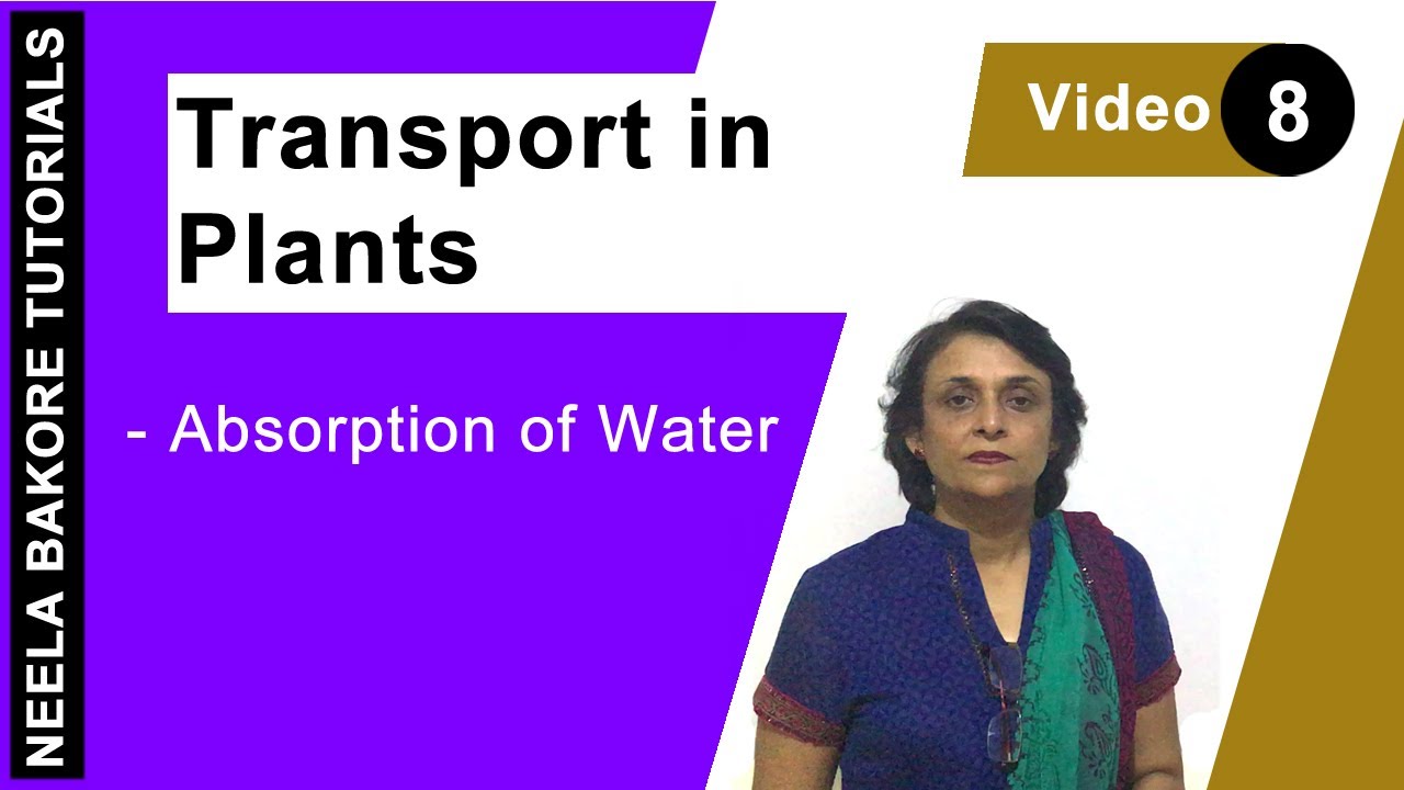 Transport in Plants | NEET | Absorption of water | Neela Bakore Tutorials