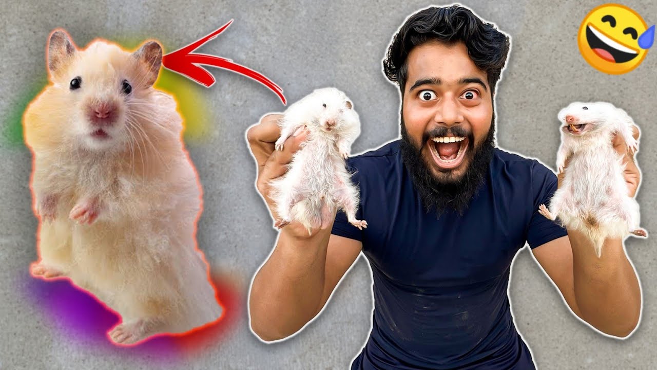 ALHAMDULILLAH  HEMSTER MOUSE 🐹 LE LIYE CHUHA 🐁😅 | SYED FAHAD