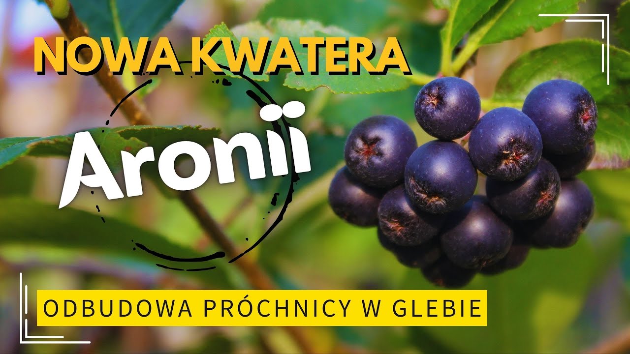 Odbudowa próchnicy w glebie | Aroniowa Demo Farma I Próchnica+