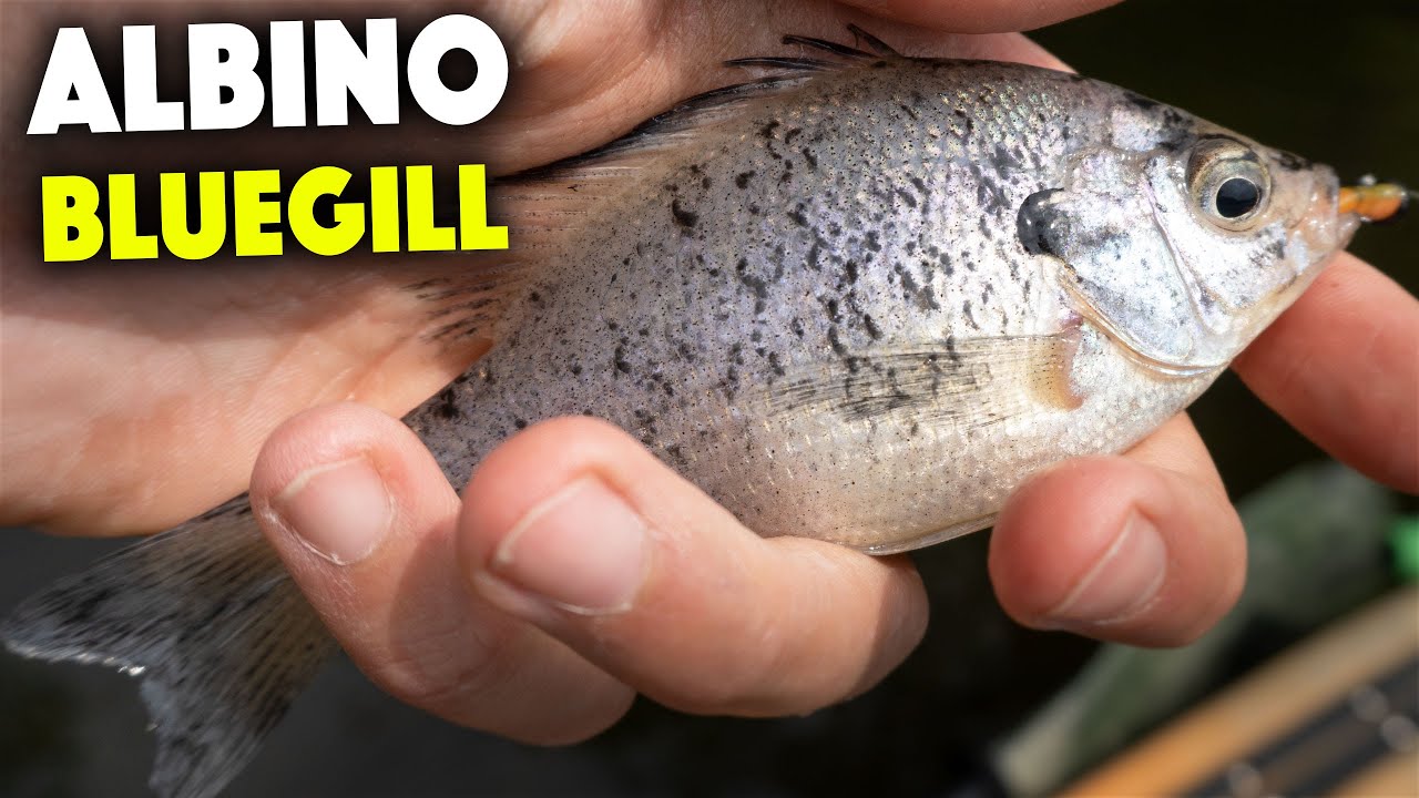 I Caught An ALBINO BLUEGILL?! [Ultralight Creek Fishing]