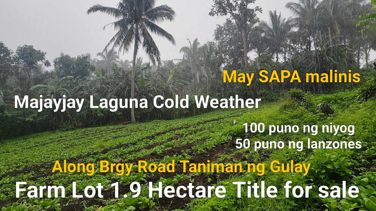 #Vlog350 FARM LOT 1.9 HECTARES TITLE in MAJAYJAY LAGUNA | COLD WEATHER & FLOOD FREE | TANIMAN GULAY